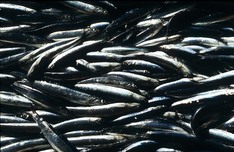 Pilar Unzalu señala que el "buen dato" de la Biomasa de la anchoa avala la continuidad de esta pesquería