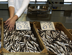 Pilar Unzalu señala que el "buen dato" de la Biomasa de la anchoa avala la continuidad de esta pesquería