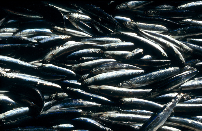 Anchoa_01