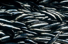 Presentación de la campaña "Ha llegado el tesoro del Cantábrico" para impulsar el consumo de la Anchoa del Cantábrico