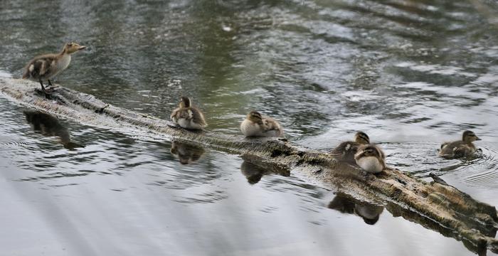 2011_05_31_consejo_irun_txingudi_crias_patos