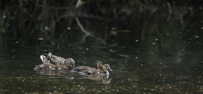 2011_05_31_consejo_irun_txingudi_familia_patos