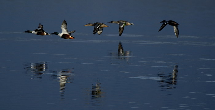 2011_05_31_consejo_irun_txingudi_vuelo_patos