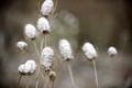 2012_02_03temporal_nieve04