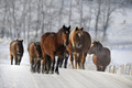 2012_02_03temporal_nieve12