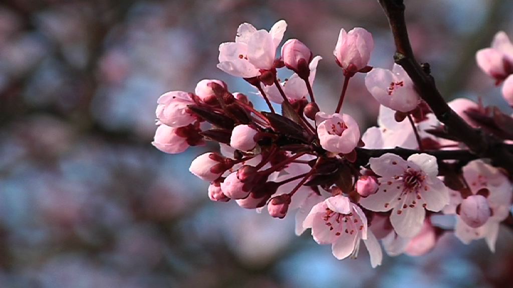 Video Se acerca una primavera cálida, tormentosa y leve para los alérgicos
