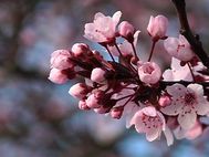 Cronica_primavera