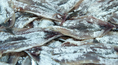 Pilar Unzalu presenta la campaña 'Ha llegado el tesoro del Cantábrico' para promocionar la anchoa, cuya pesquería avanza hacia la normalización 