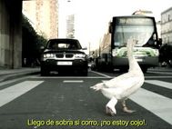 Cebra
